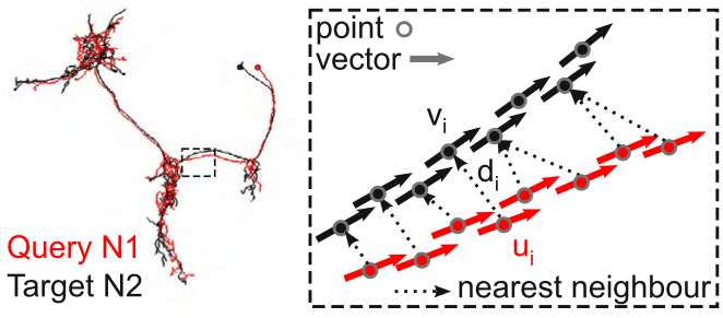 NBLAST_neuron_comparison