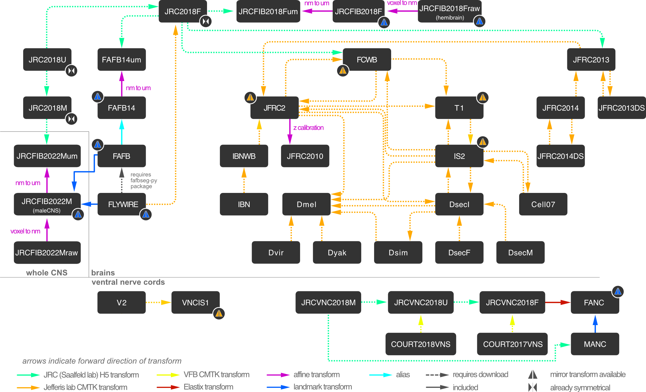 Flybrain Bridging Graph