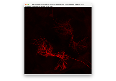 Skeletons from light-level data