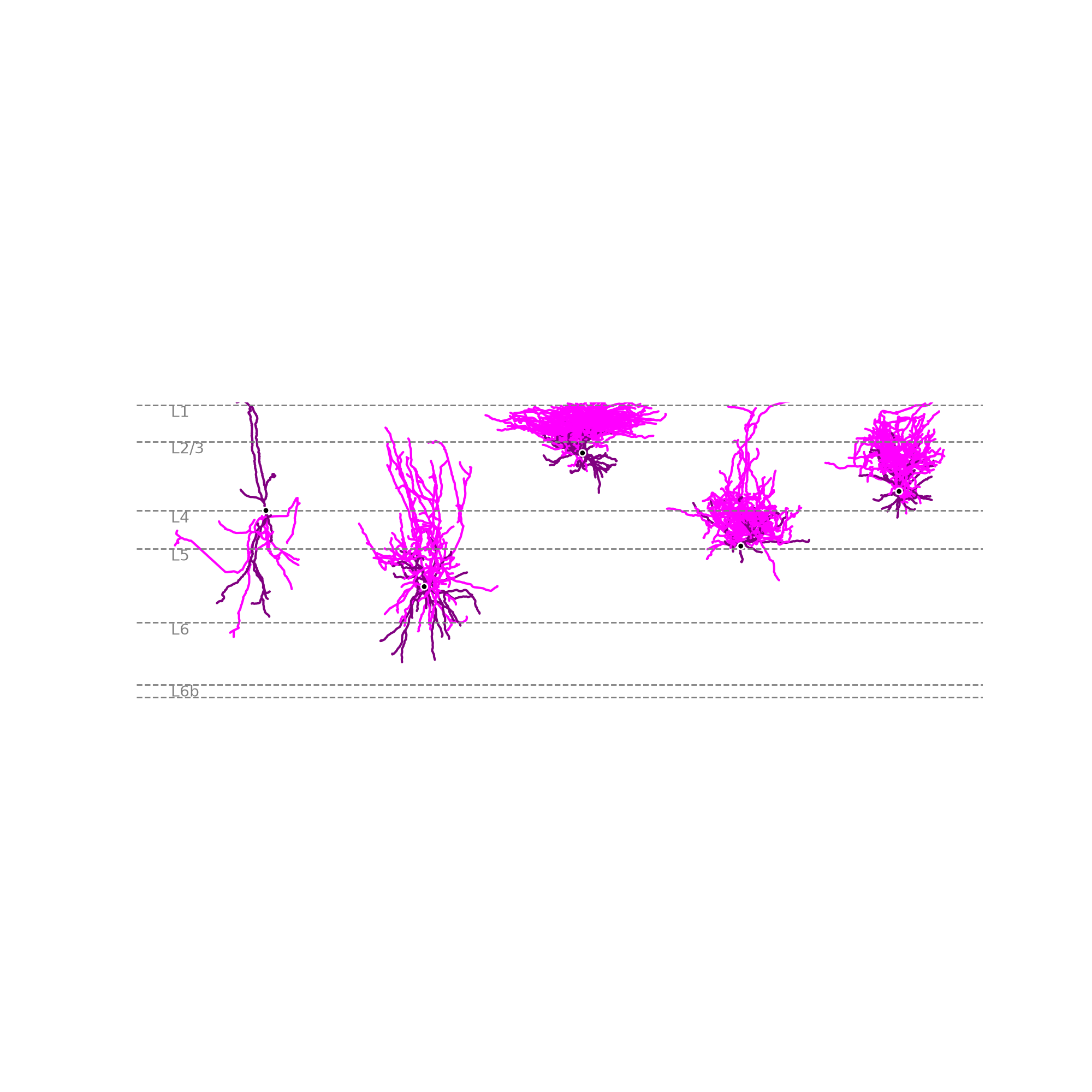 Cortical Neurons - navis
