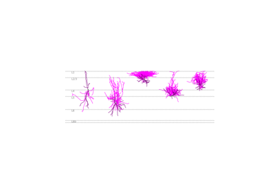 Cortical Neurons