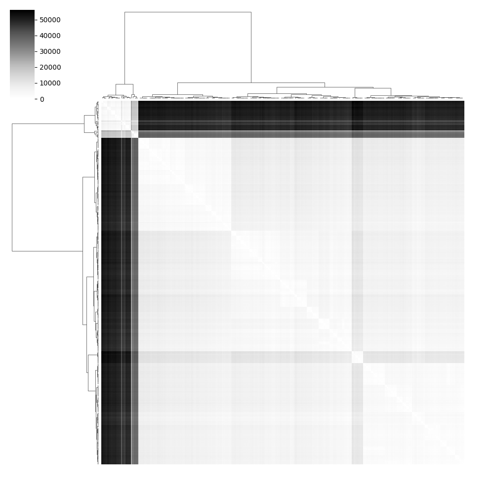 tutorial morpho 01 analyze