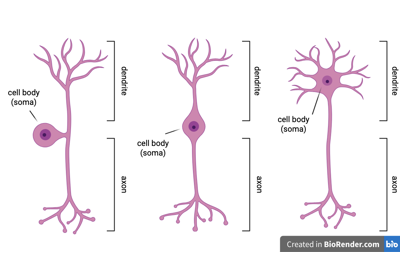 Axon-Dendrite Splits