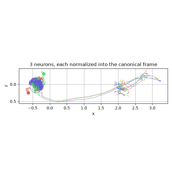 3 neurons, each normalized into the canonical frame