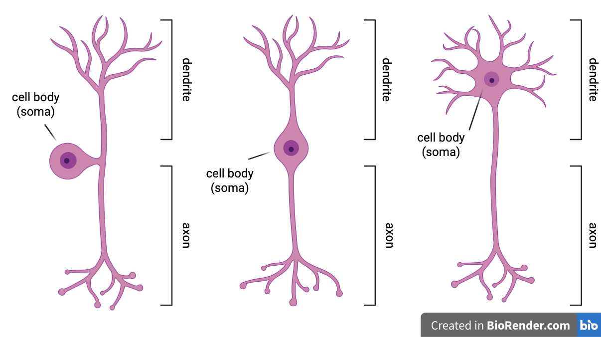 Created in https://BioRender.com Created in https://BioRender.com