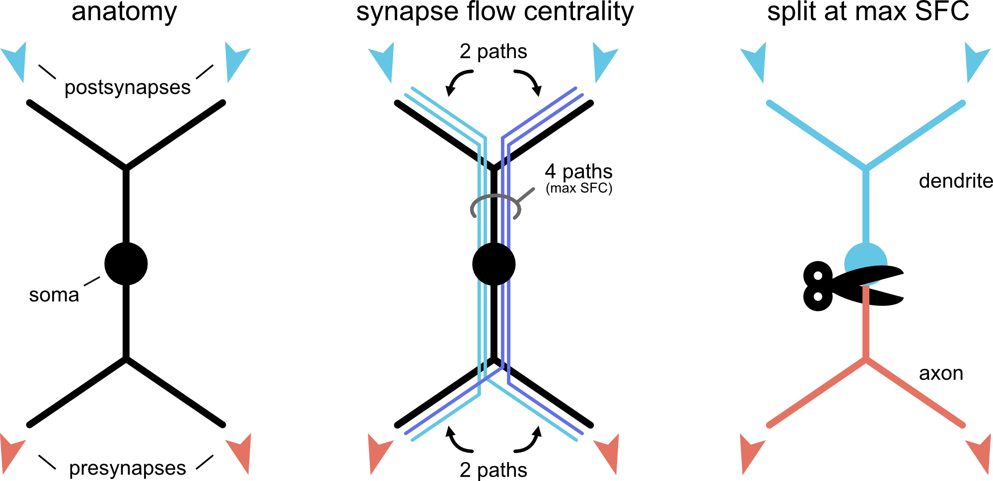 Synapse flow centrality split Synapse Flow Centrality Split