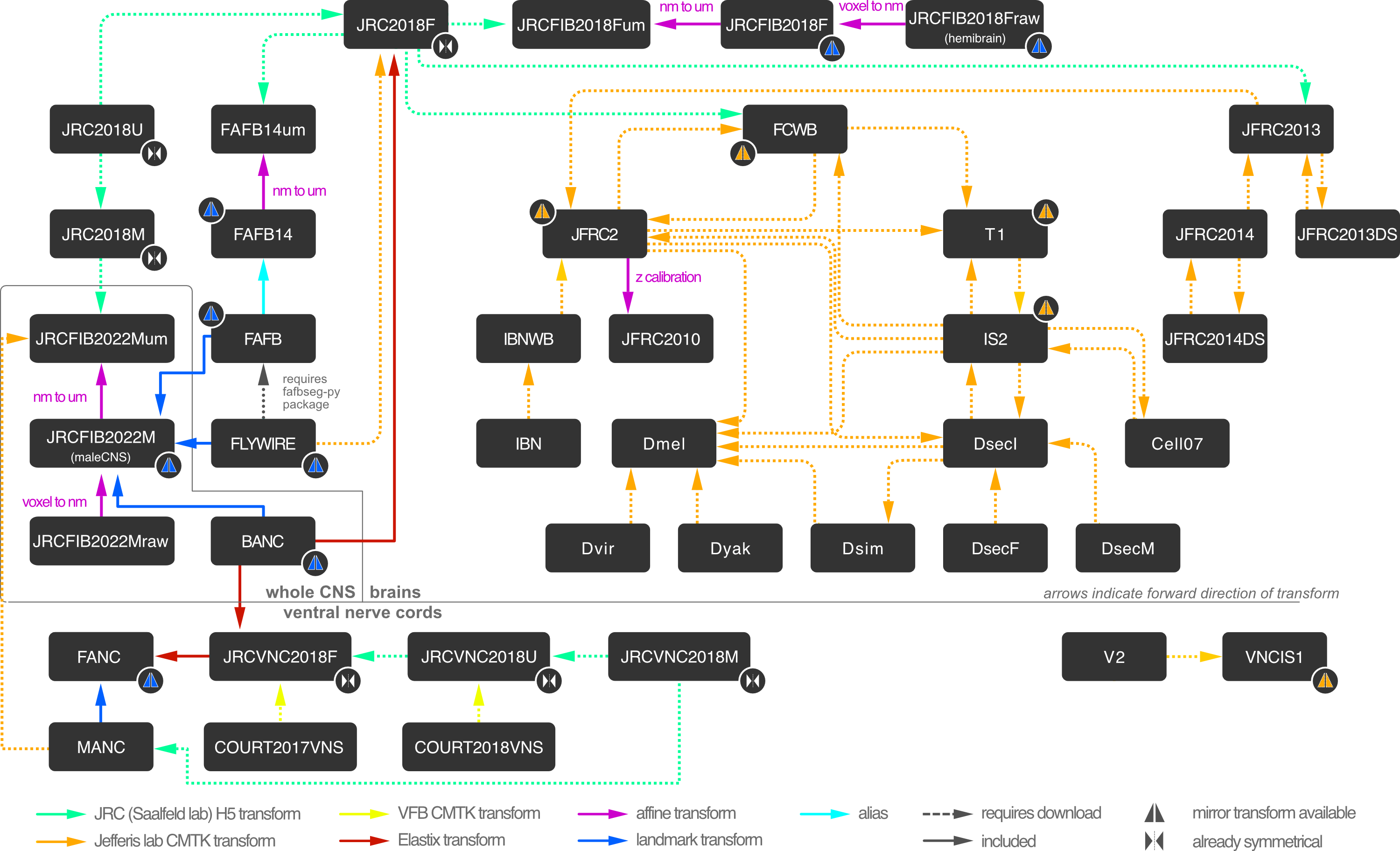Flybrain Bridging Graph